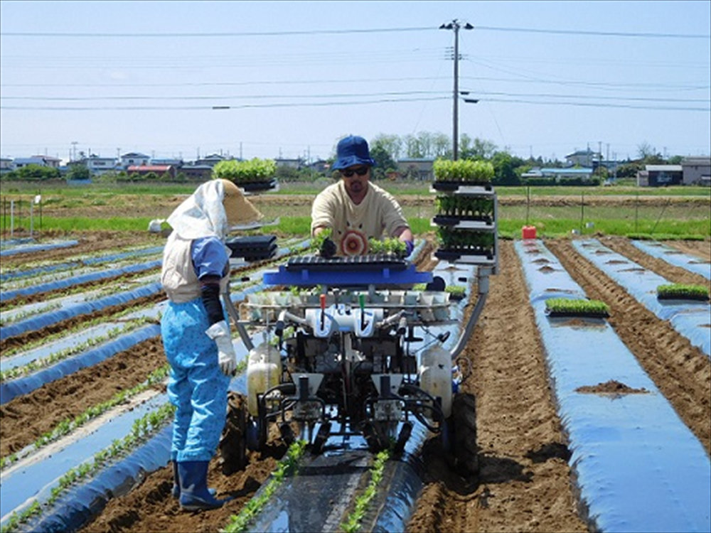 移植作業が行われていま